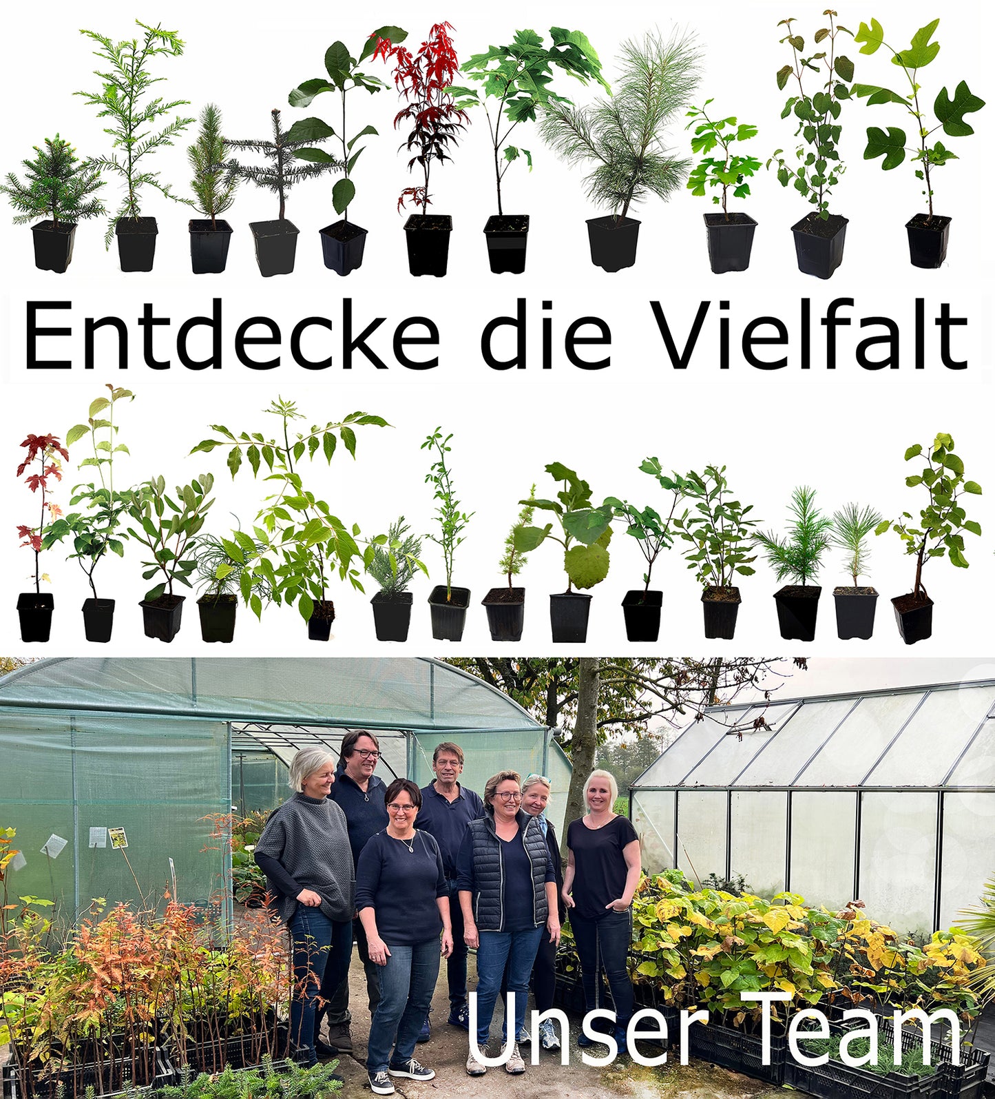 Seedeo® Urwelt-Mammutbaum (Metasequoia glyptostroboides) 200 Samen