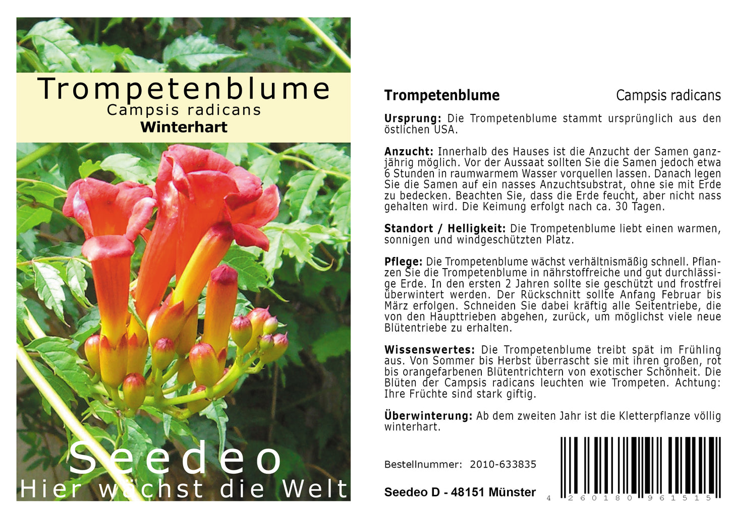 Seedeo® Trompetenblume (Campsis radicans) 50 Samen