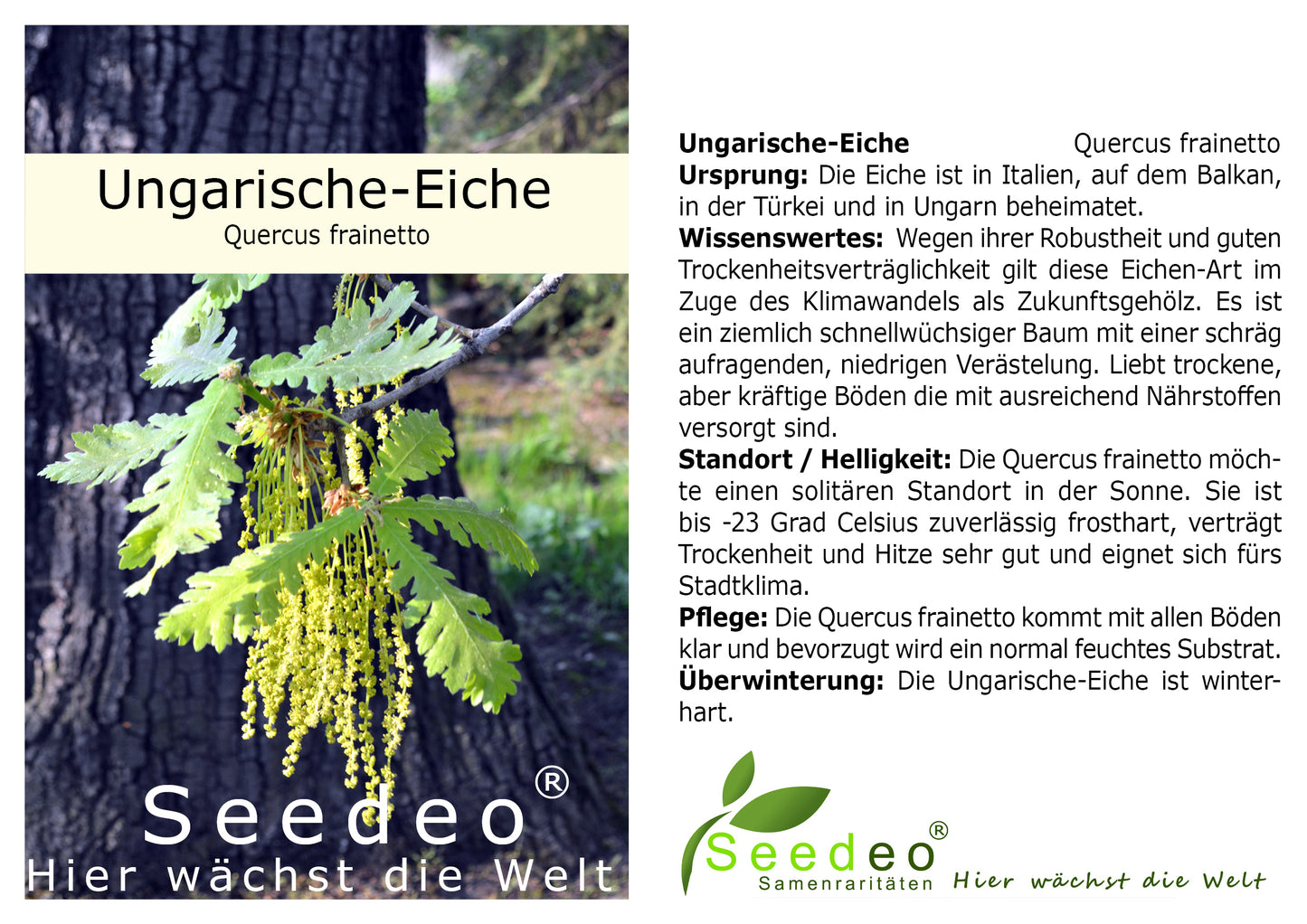 Seedeo® Ungarische-Eiche (Quercus frainetto) Pflanze ca. 10-20 cm hoch Klimabaum