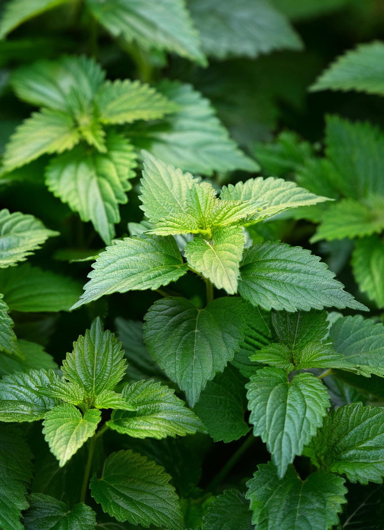 Seedeo® Grüne Perilla/Shiso (Perilla frutescens) ca. 200 Samen