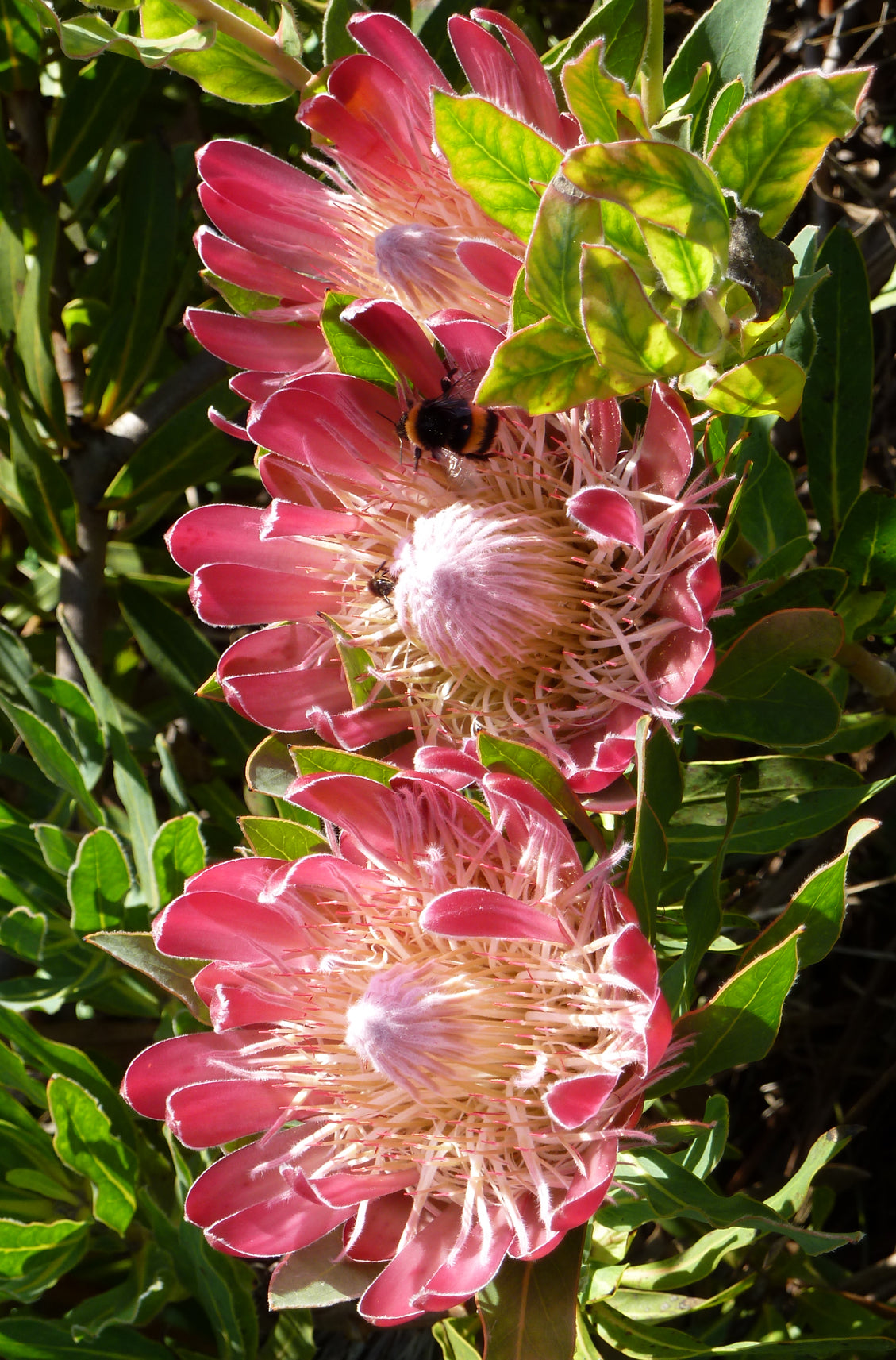 Seedeo® Anzuchtset Königsprotea (Protea cynaroides)