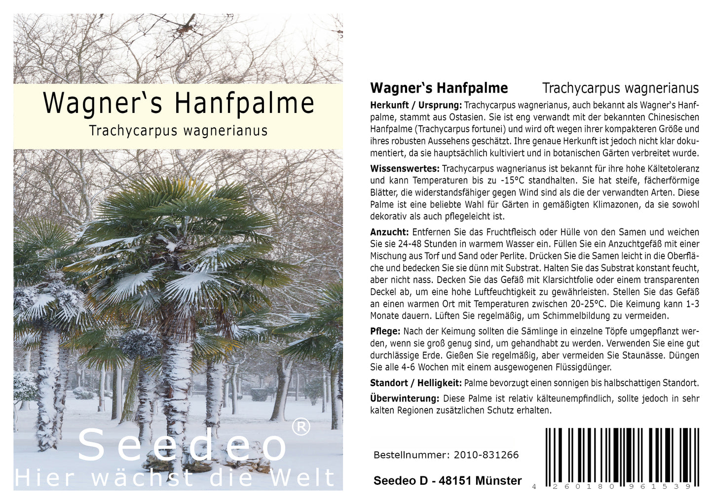 Seedeo® Hanfpalme Trachycarpus wagnerianus 8 Samen