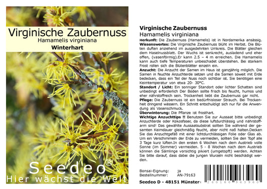 Seedeo® Virginische Zaubernuss (Hamamelis virginiana) 30 Samen