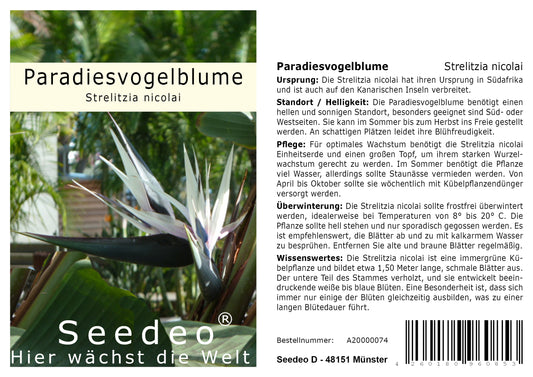 Seedeo® Paradiesvogelblume (Strelitzia nicolai) 10 Samen