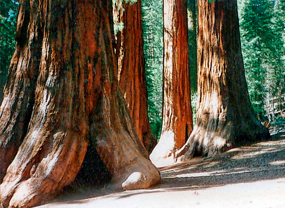 Seedeo® Berg - Mammutbaum (Sequoiadendron giganteum) 50 Samen