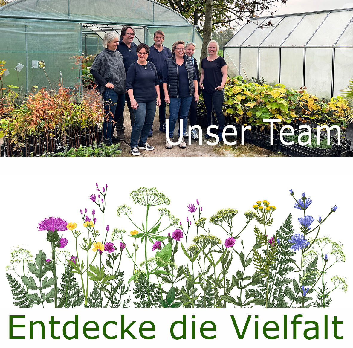 Seedeo® Pfauenstrauch (Caesalpinia pulcherrima) 10 Samen