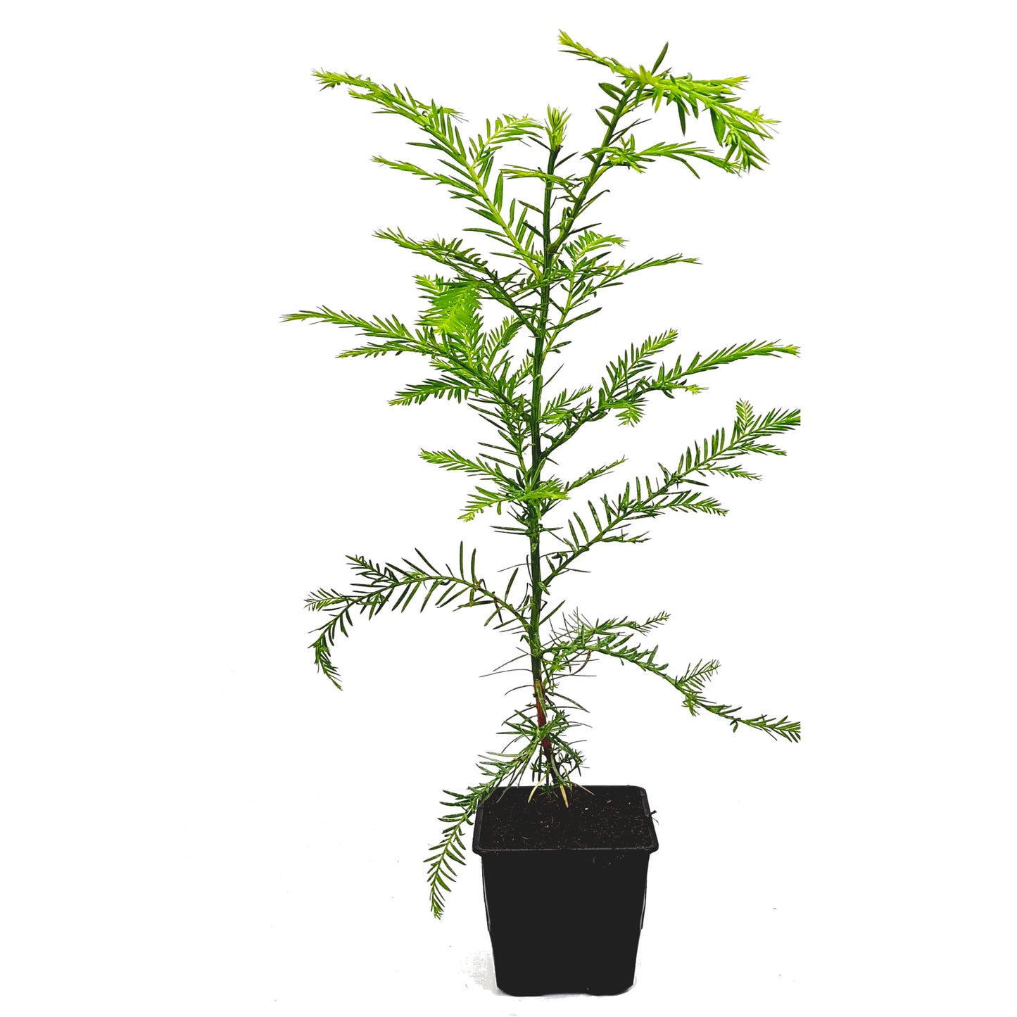 Seedeo® Küsten - Mammutbaum (Sequoia sempervirens)  Pflanze 2 Jahre alt