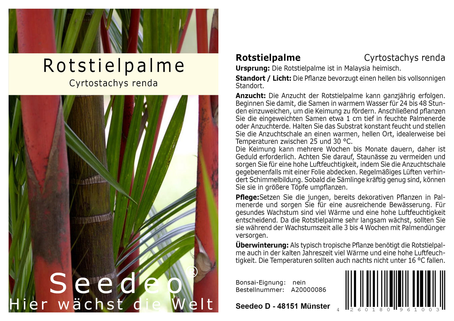 Seedeo® Rotstielpalme (Cyrtostachys Renda) 10 Samen