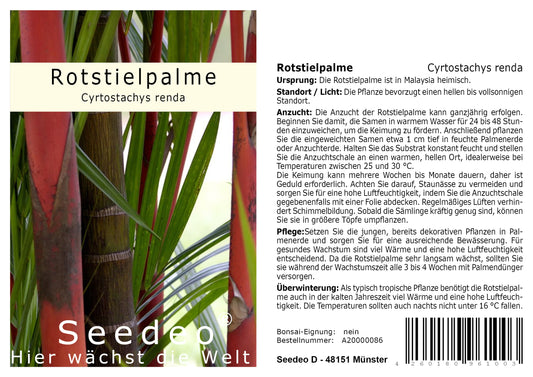 Seedeo® Rotstielpalme (Cyrtostachys Renda) 10 Samen