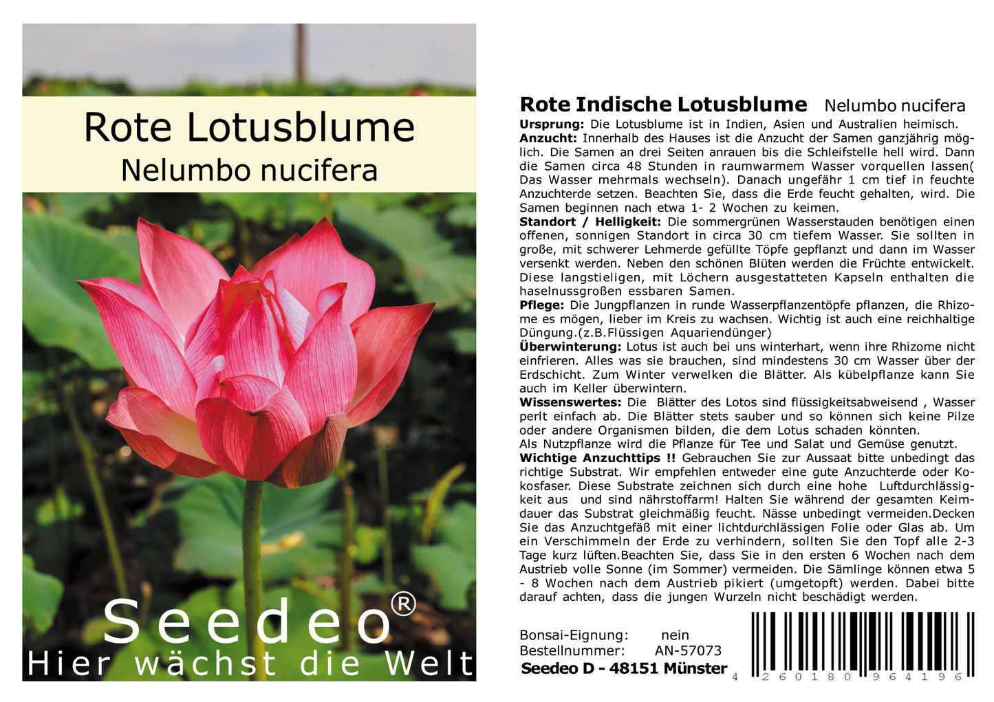 Seedeo® Rote Indische Lotusblume (Nelumbo nucifera) 7 Samen