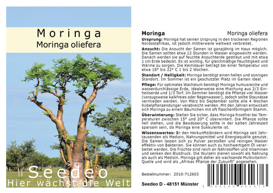 Seedeo® Moringa (Moringa oliefera) 20 Samen