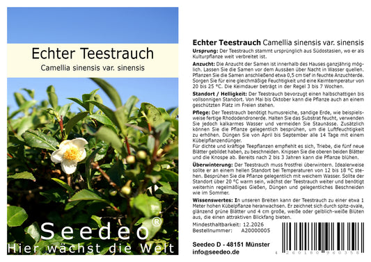 Seedeo® Echter Teestrauch (Camelia sinensis VAR. sinensis)  7 Samen