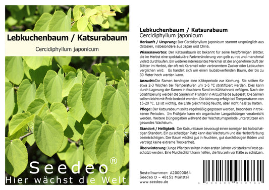 Seedeo® Lebkuchenbaum ( Cercidiphyllum japonicum) 200 Samen