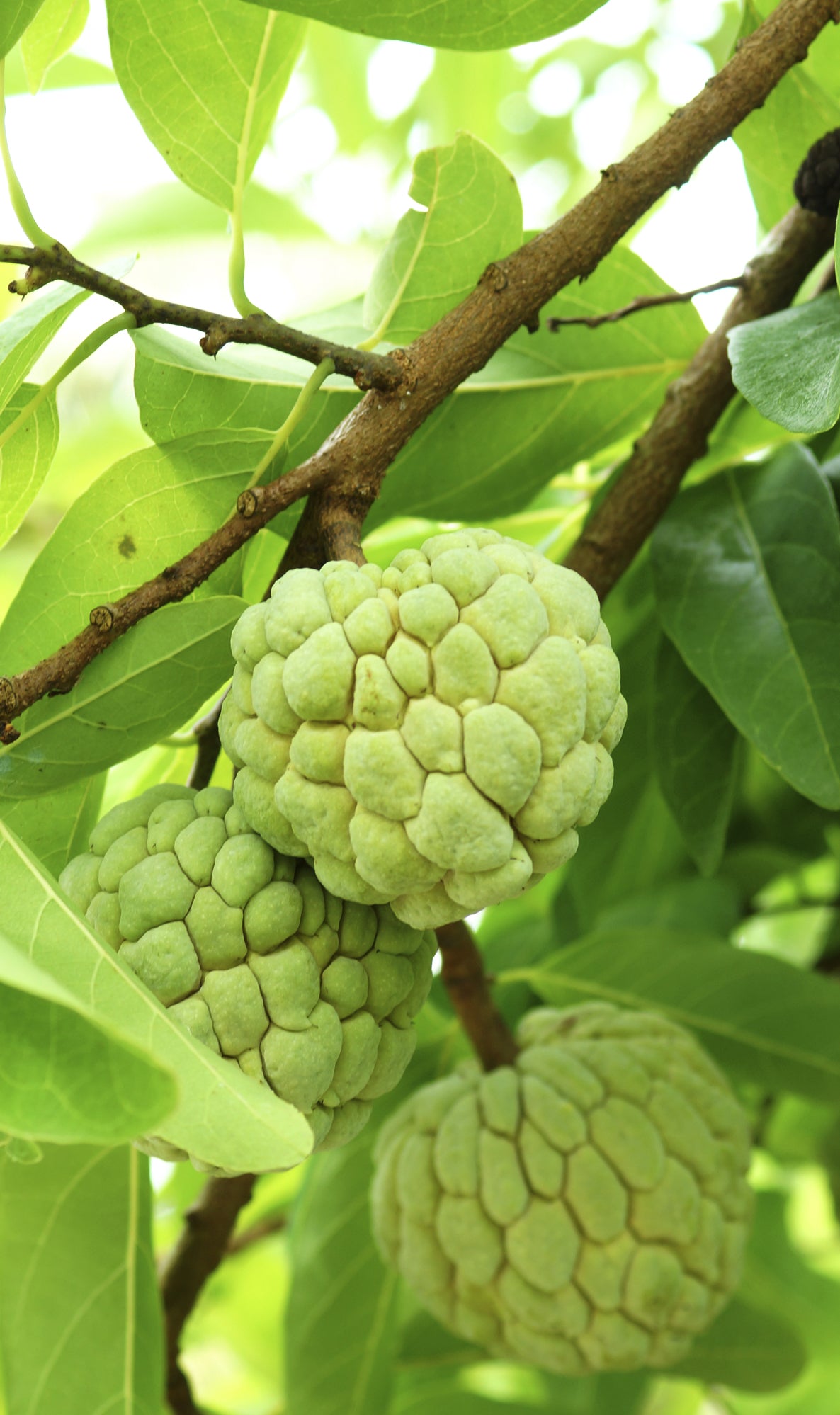 Seedeo® Zimtapfel/Rahmapfel (Annona squamosa) 25 Samen