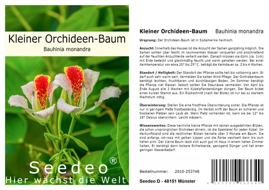 Seedeo® Kleiner Orchideen-Baum - (Bauhinia monandra) 10 Samen