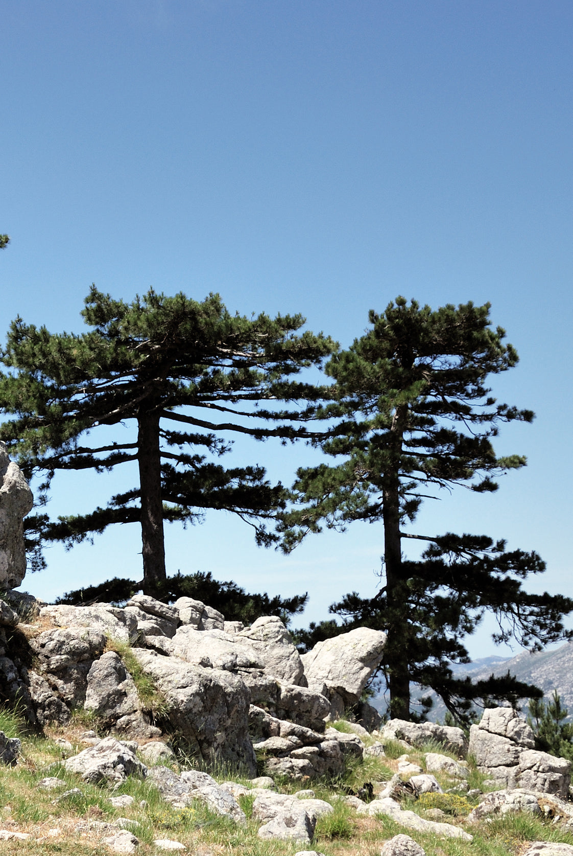 Seedeo® Österreichische Schwarzkiefer (Pinus nigra austriaca) 30 Samen