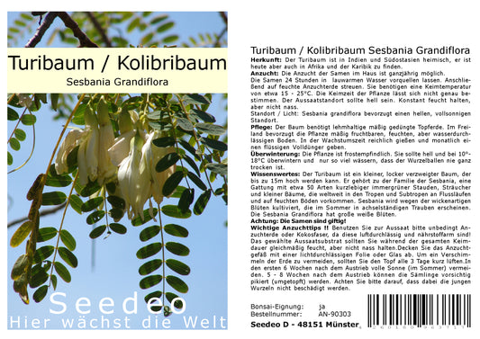 Seedeo® Turibaum/Kolibribaum Sesbania Grandiflora 30 Samen