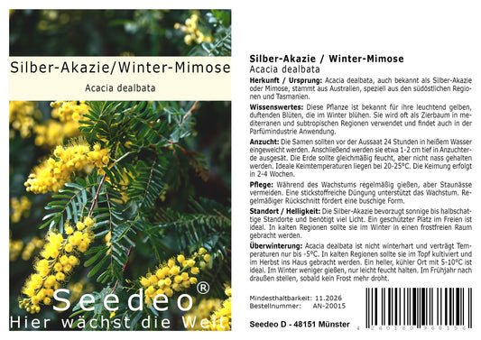 Seedeo® Silber-Akazie / Winter-Mimose (Acacia dealbata) ca. 50 Samen