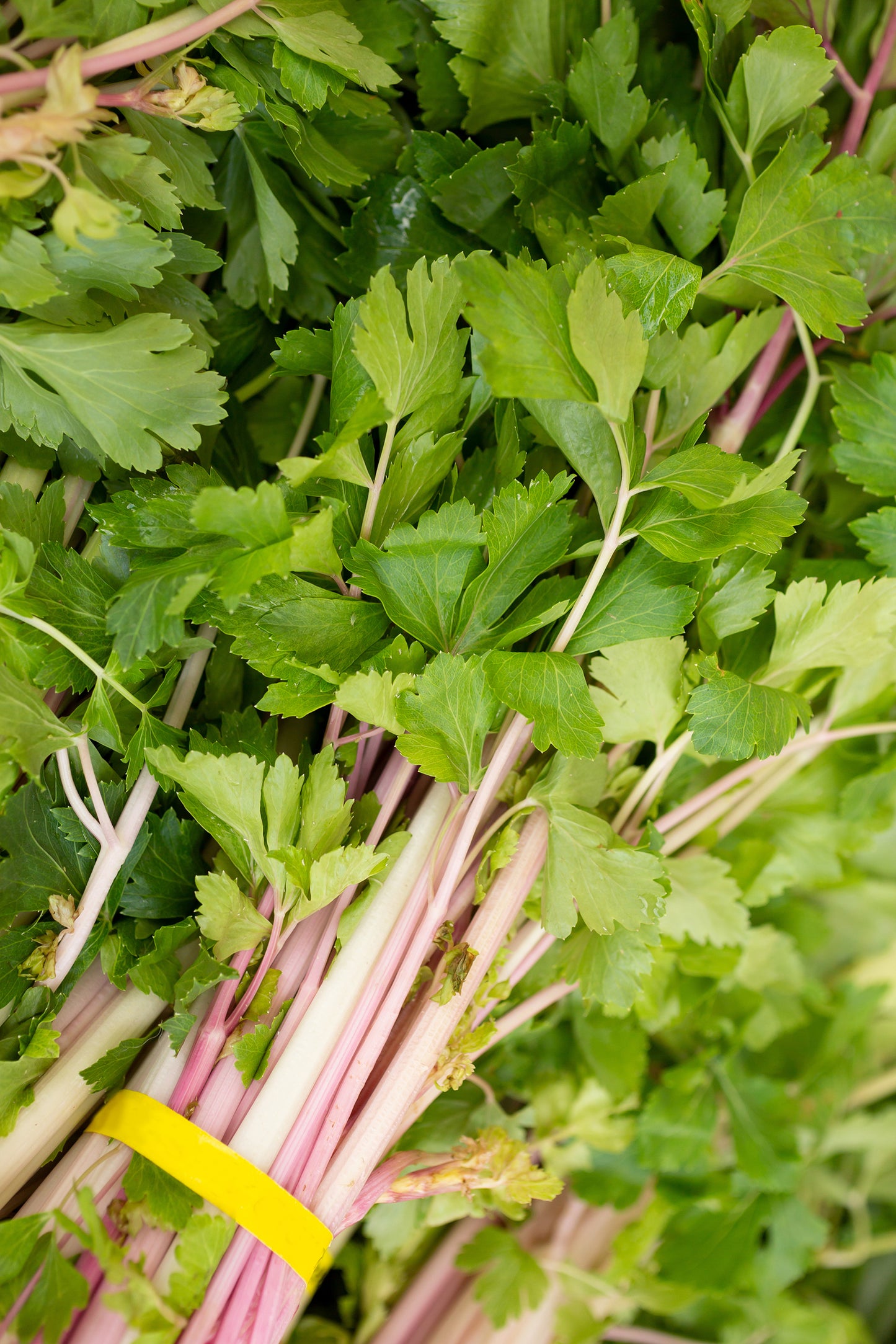 Seedeo® Stangensellerie Chinese Pink Celery (Apium graveolens var. dulce) ca. 100 Samen BIO