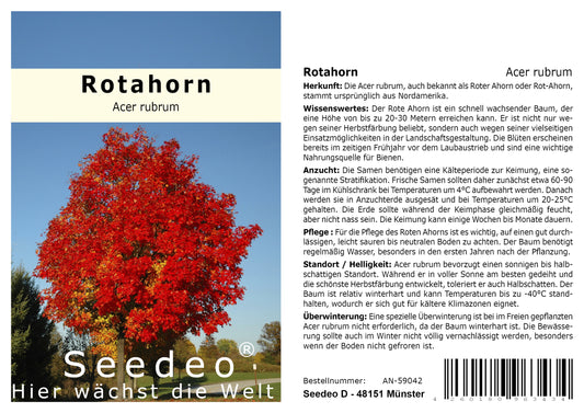 Seedeo® Rotahorn Acer rubrum 30 Samen