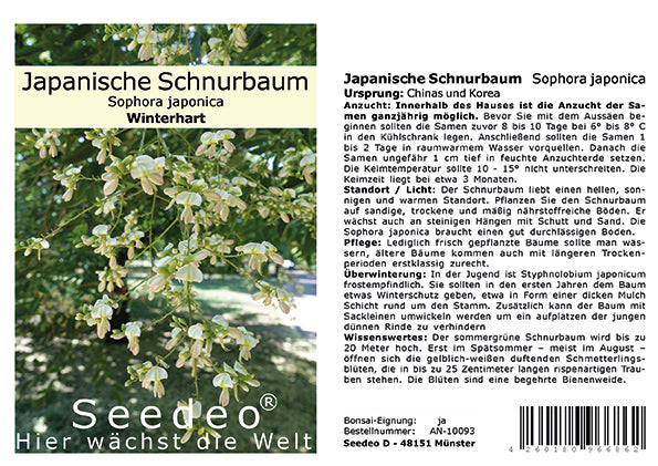 Seedeo® Japanische Schnurbaum   (Sophora japonica) 30 Samen