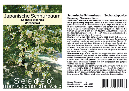 Seedeo® Japanische Schnurbaum   (Sophora japonica) 30 Samen