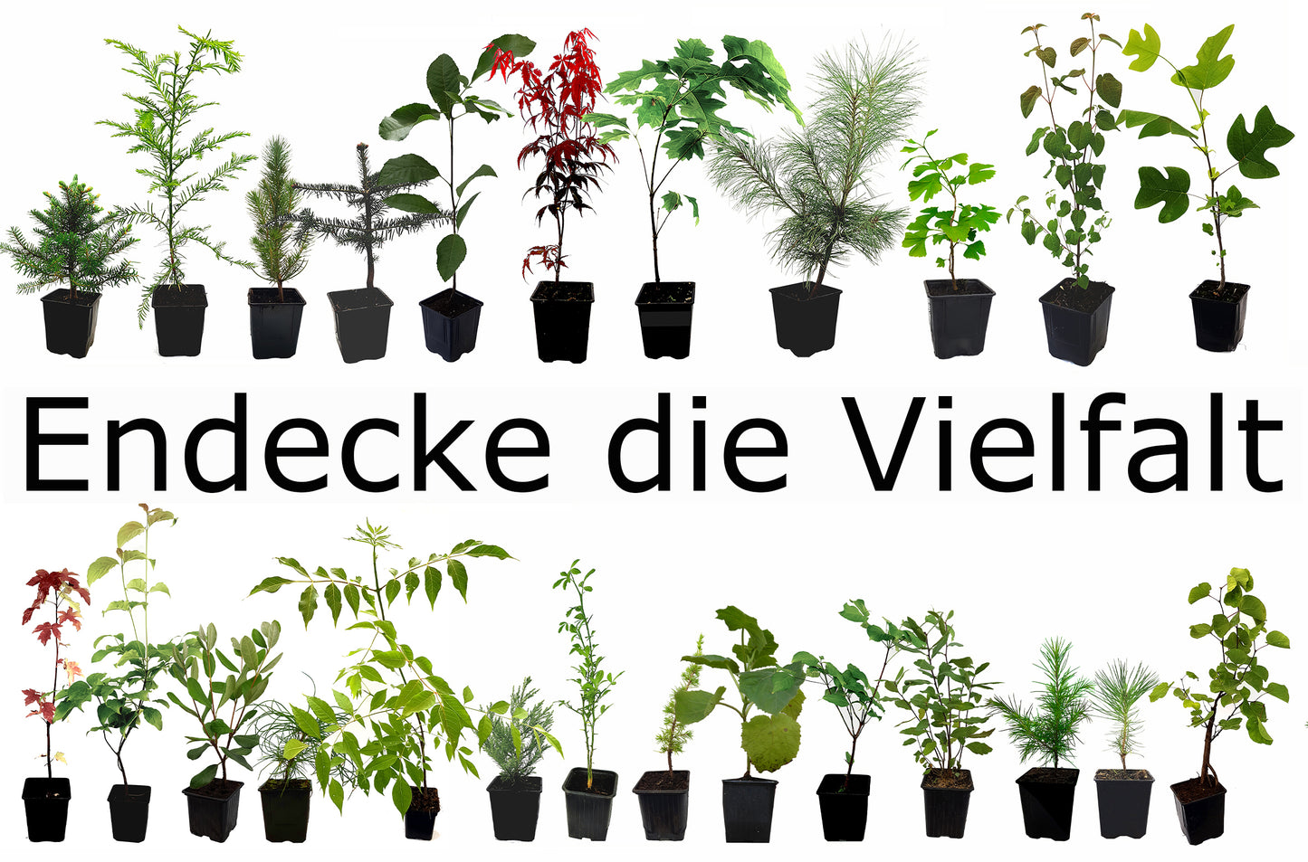 Seedeo® Anzucht-Geschenkset Affenbrotbaum (Adansonia digitata)