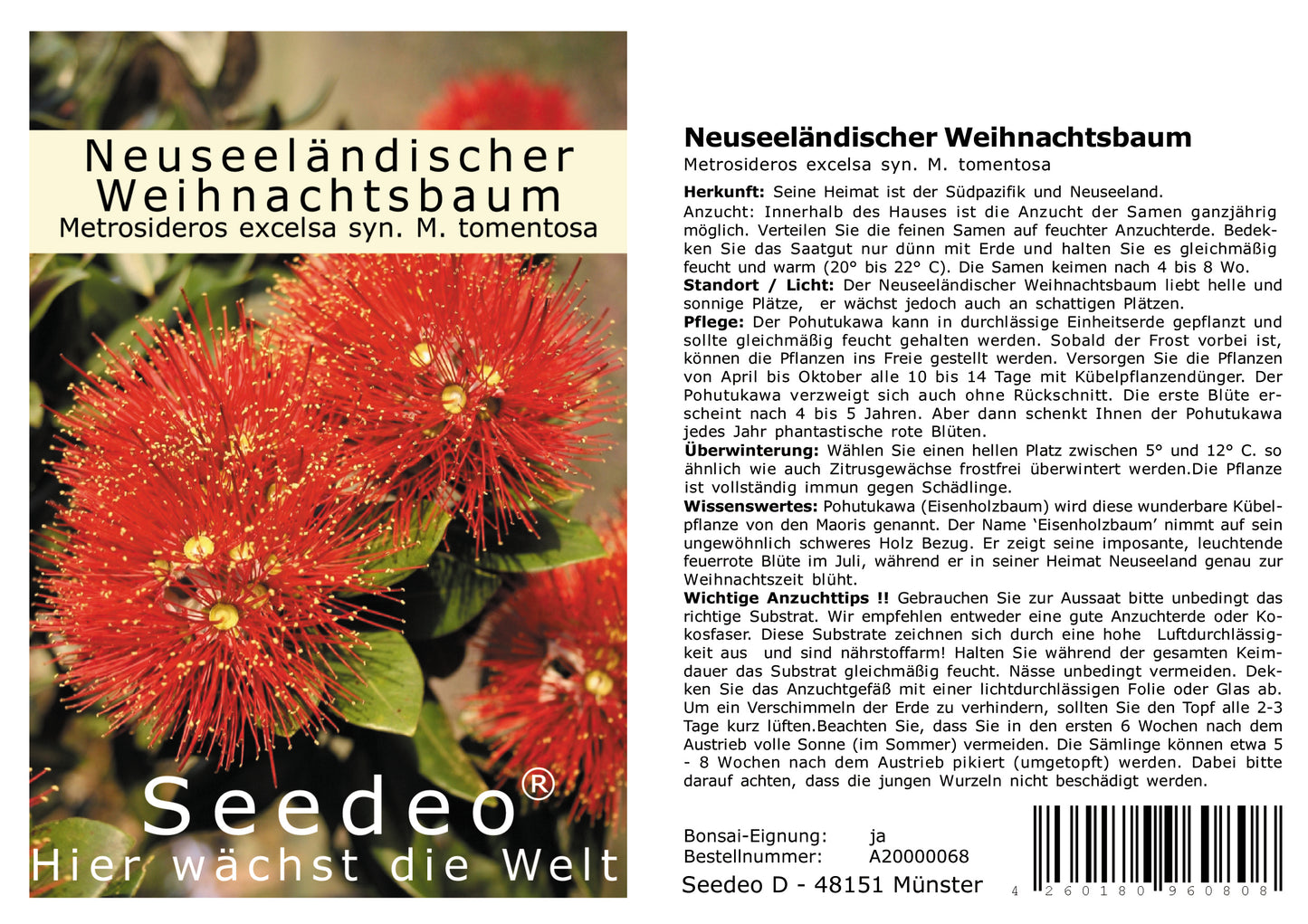 Seedeo® Neuseeländischer Weihnachtsbaum (Metrosideros excelsa) 200 Samen