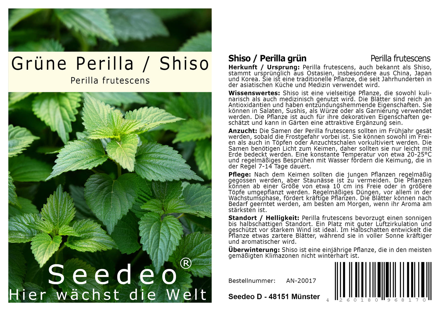 Seedeo® Grüne Perilla/Shiso (Perilla frutescens) ca. 200 Samen