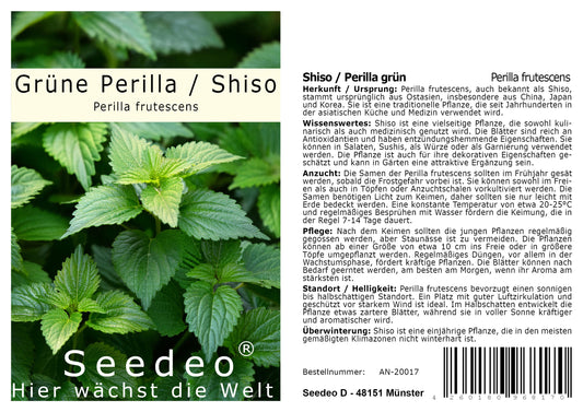 Seedeo® Grüne Perilla/Shiso (Perilla frutescens) ca. 200 Samen