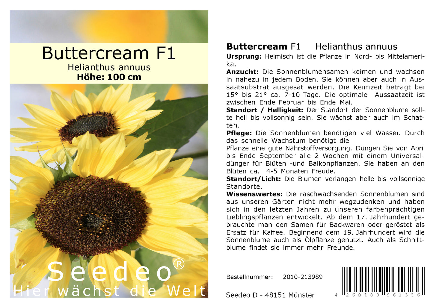 Seedeo Sonnenblume Buttercream F1 (Helianthus annuus) 30 Samen