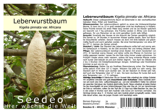 Seedeo® Leberwurstbaum (Kigelia pinnata var. Africana)10 Samen