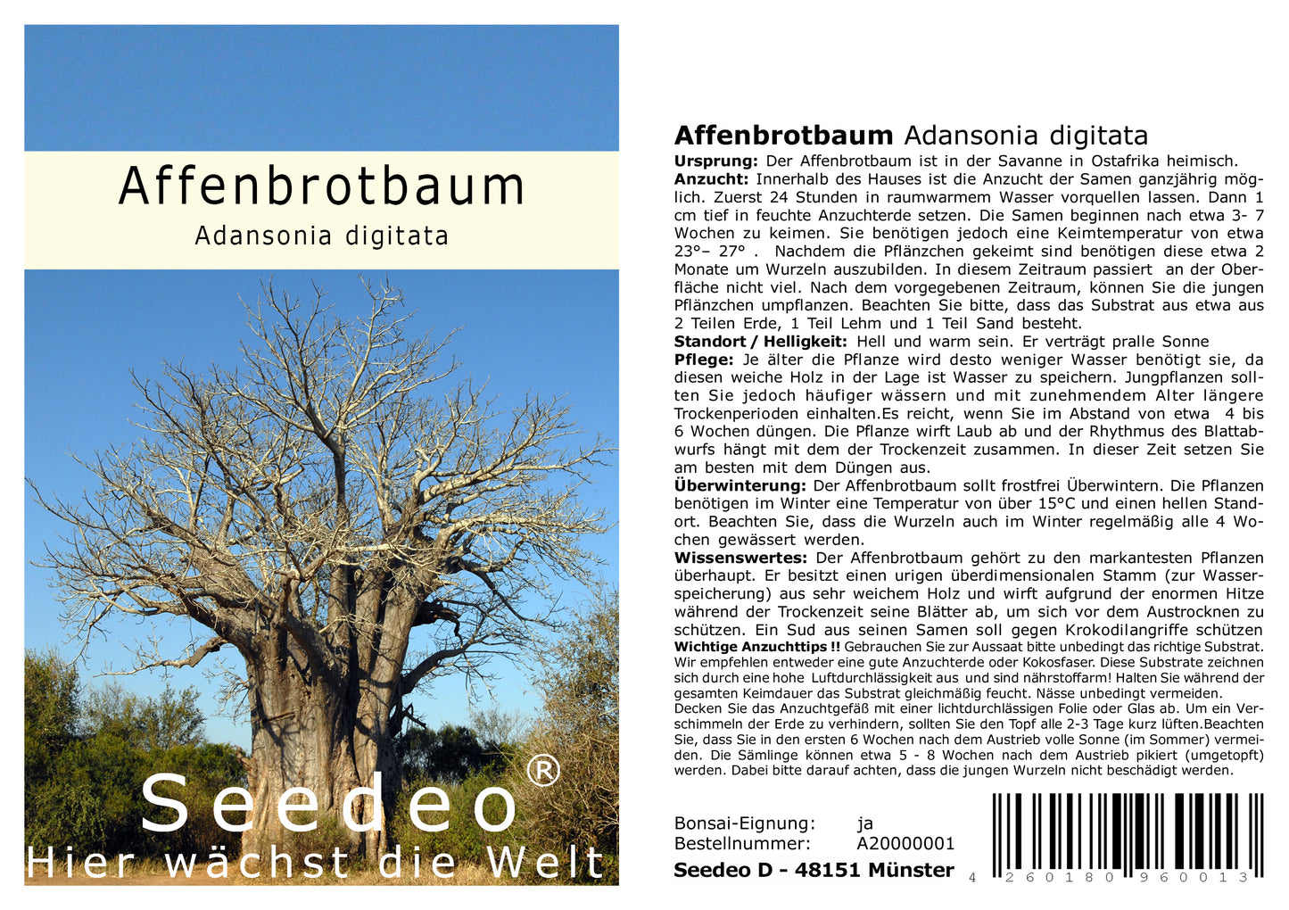 Seedeo® Anzucht-Geschenkset Affenbrotbaum (Adansonia digitata)