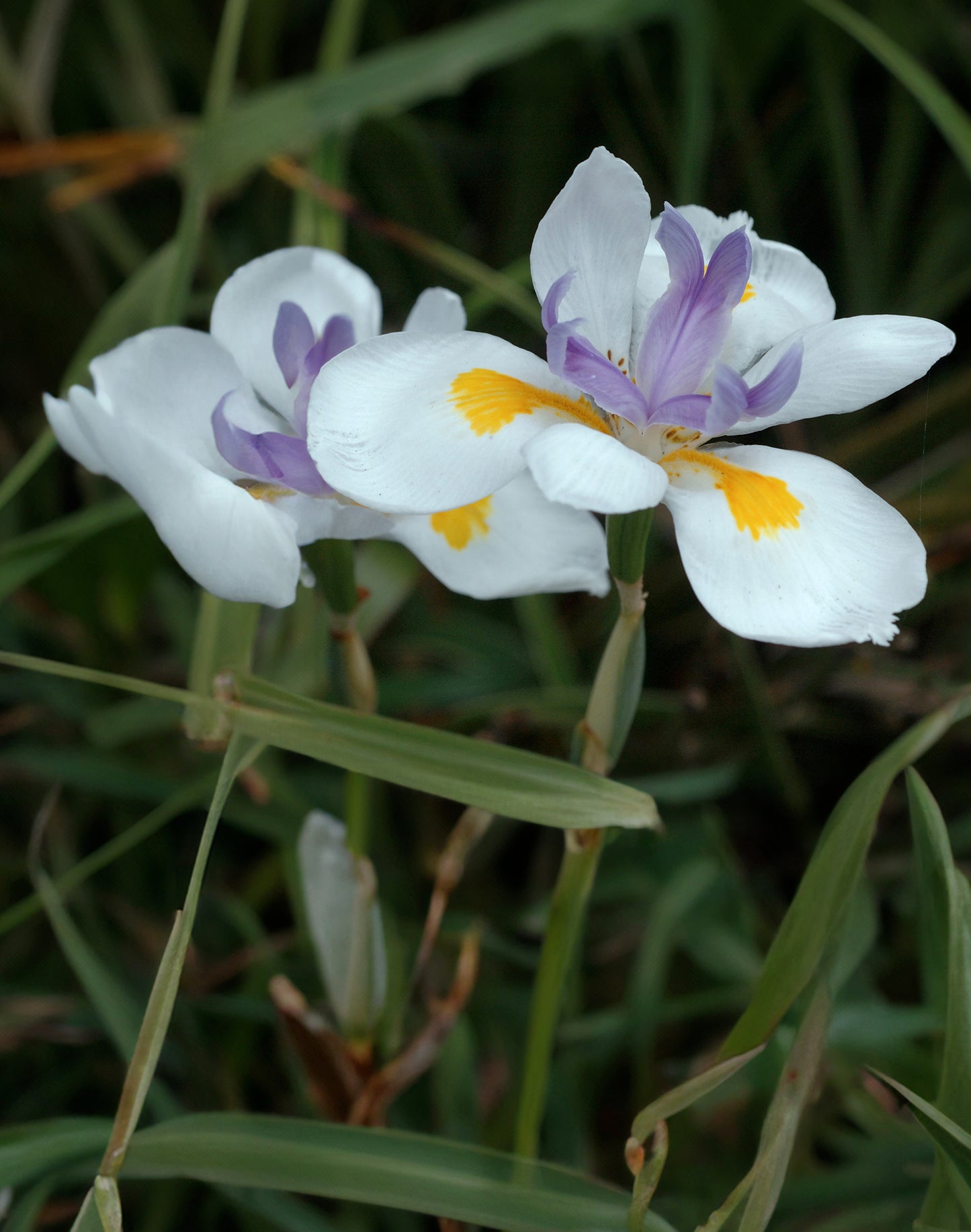 Seedeo® Pfauenblume - Wilde Iris (Dietes grandiflora) 10 Samen