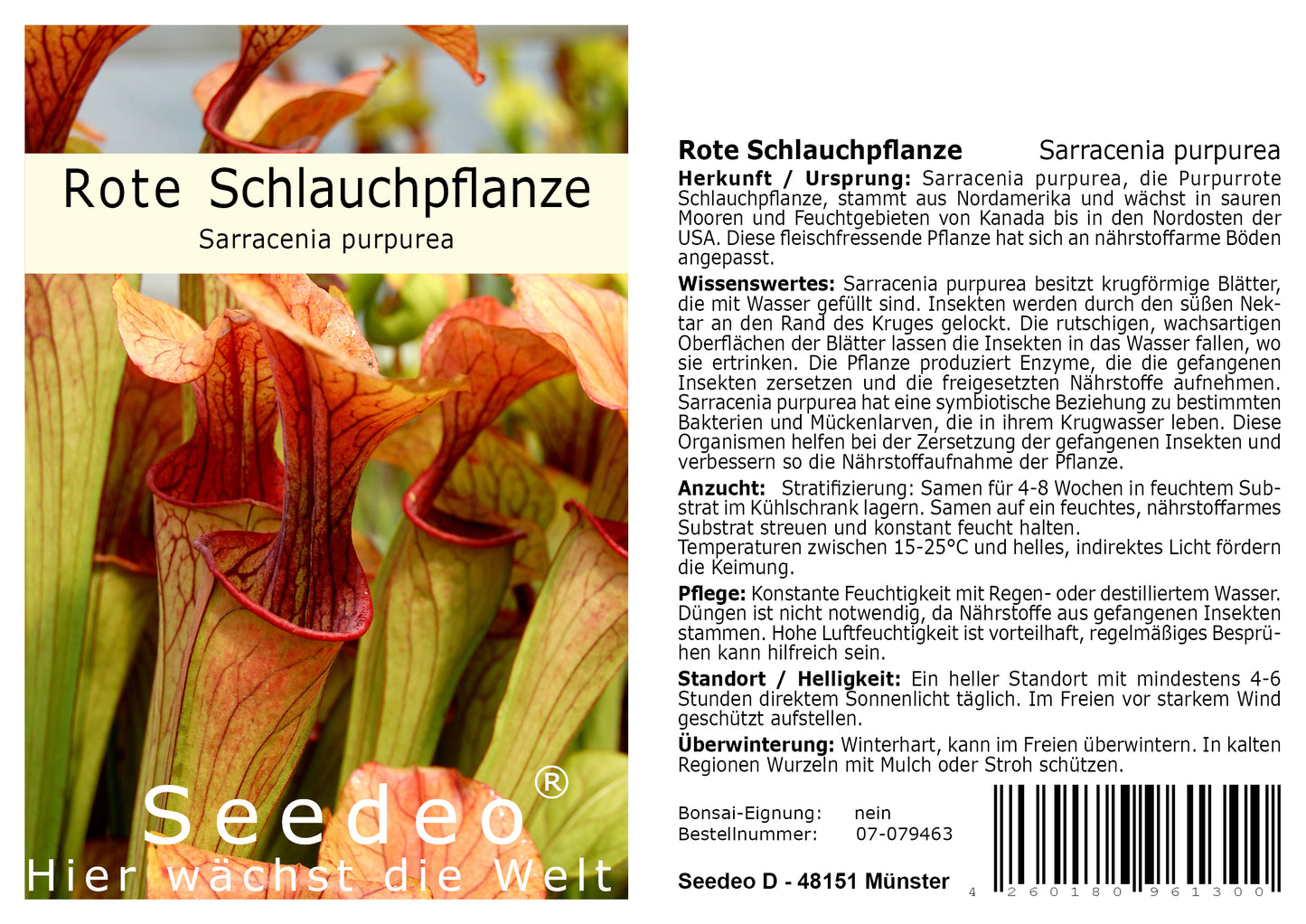 Seedeo® Rote Schlauchpflanze (Sarracenia purpurea) 10 Samen inkl. Anzuchtsubstrat