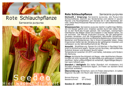 Seedeo® Rote Schlauchpflanze (Sarracenia purpurea) 10 Samen inkl. Anzuchtsubstrat