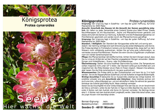 Seedeo® Königsprotea (Protea cynaroides) 7 Samen mit Smoke-Primer zur Keimverbesserung