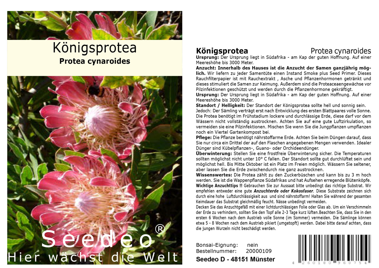 Seedeo® Anzuchtset Königsprotea (Protea cynaroides)