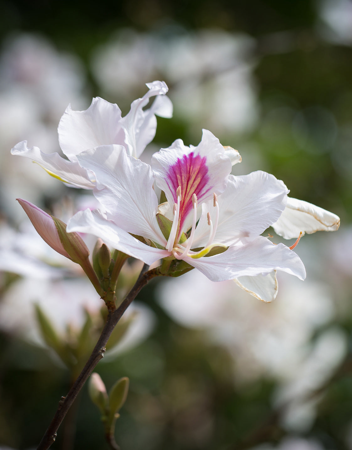 Seedeo® Weißer Orchideen-Baum (Bauhinia variegata candida) 10 Samen