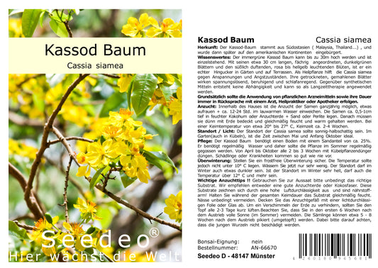 Seedeo® Kassod Baum (Cassia siamea) 50 Samen