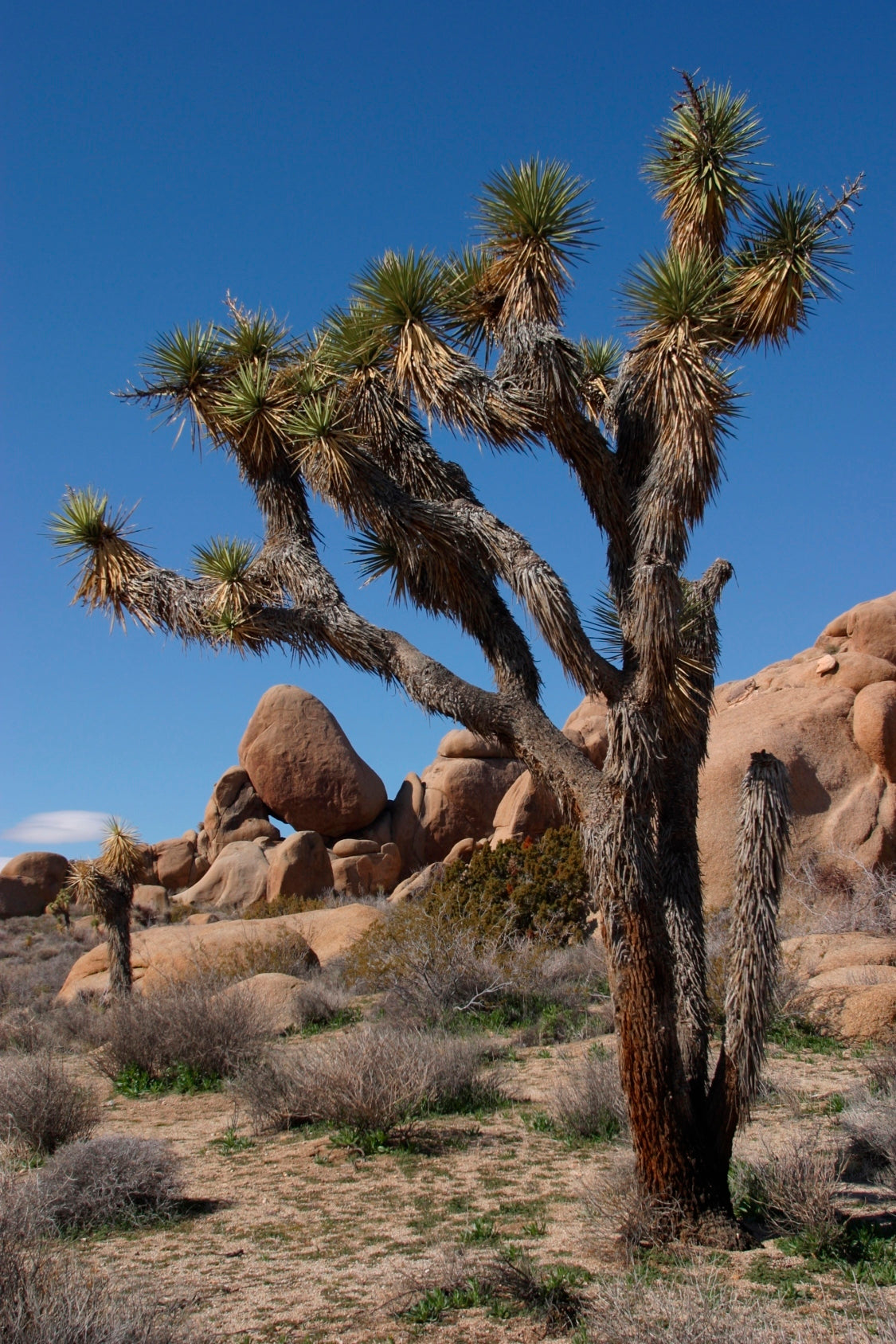 Seedeo® Joshua Tree (Yucca brevifolia) 10 Samen