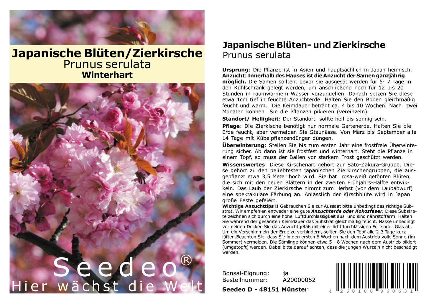 Seedeo® Japanische Blüten- und Zierkirsche (Prunus serrulata) 25 Samen