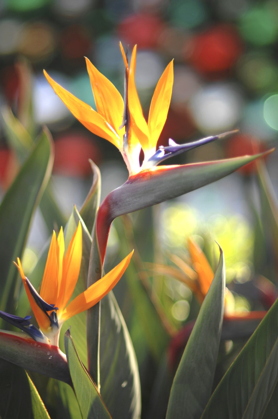 Seedeo® Paradiesvogelblume (Strelitzia Reginae) 10 Samen