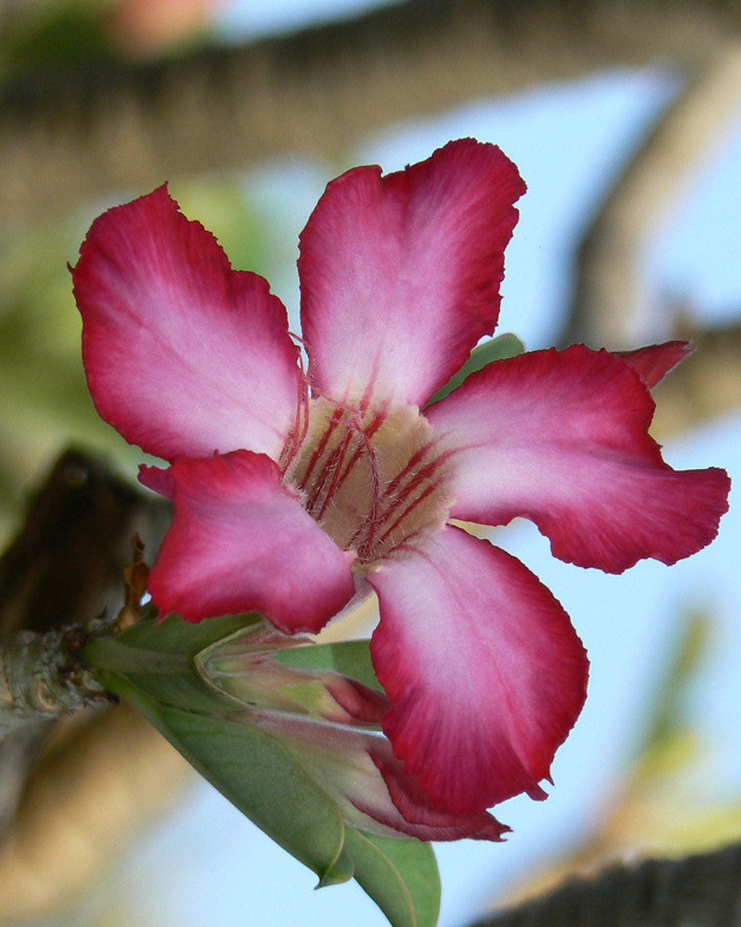 Seedeo® Wüstenrose (Adenium obesum) 8 Samen