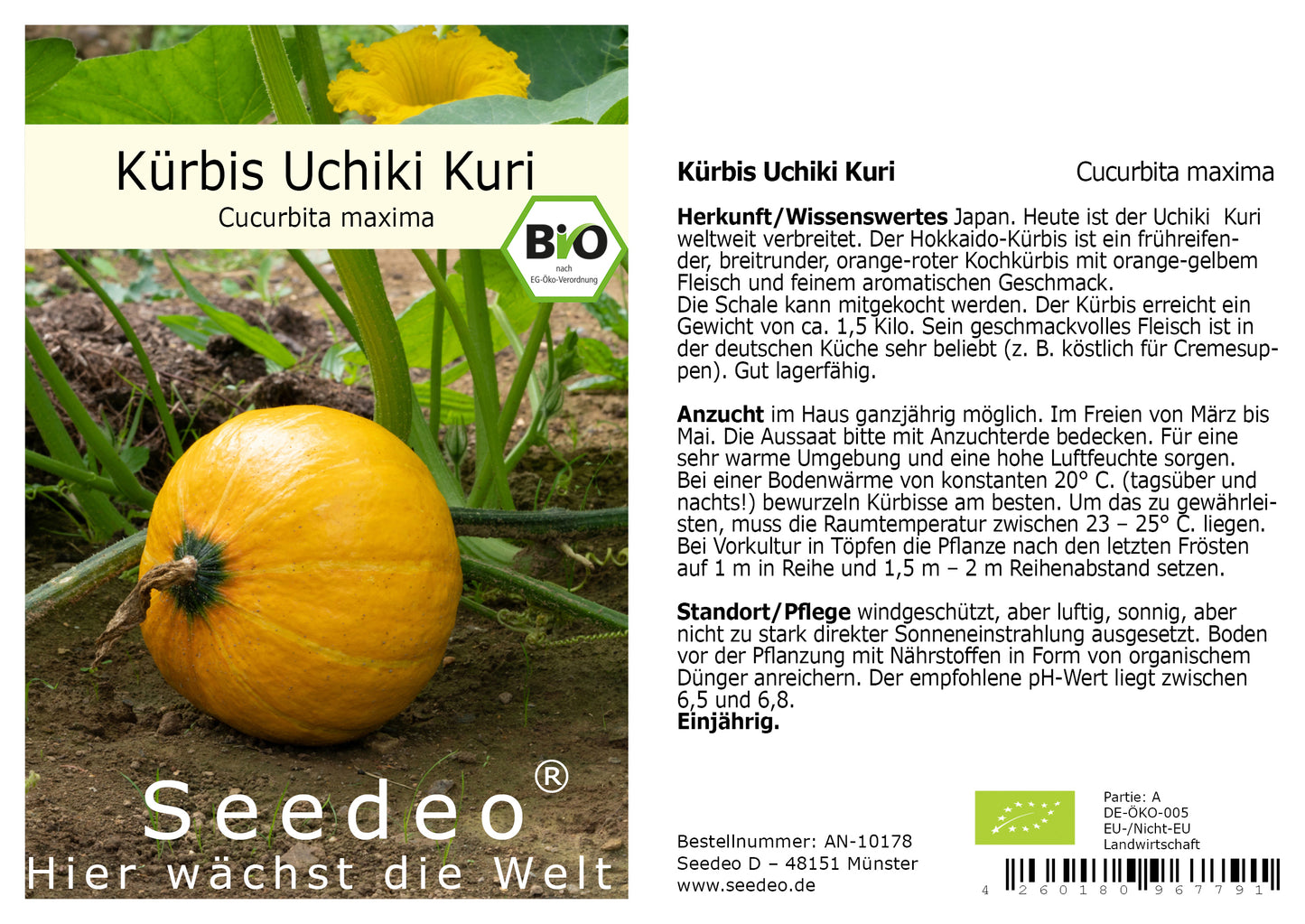 Seedeo® Kürbis Uchiki Kuri (Cucurbita maxima) 10 Samen BIO