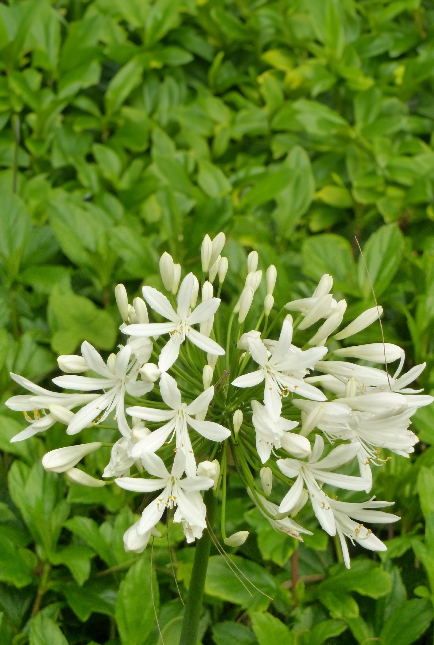 Seedeo® Schmucklilie Weiß (Agapanthus orientalis) Getty White 25 Samen