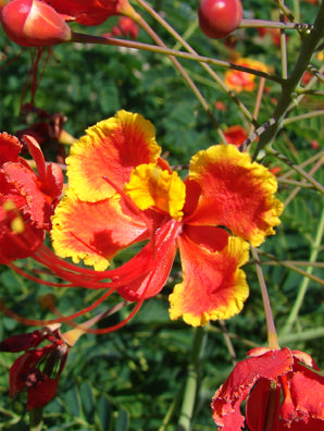 Seedeo® Pfauenstrauch (Caesalpinia pulcherrima) 10 Samen