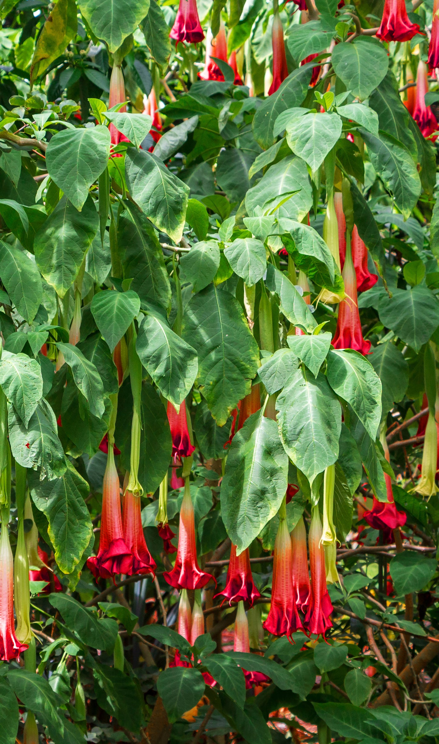 Seedeo® Rote Engelstrompete (Brugmansia sanguinea) 10 Samen