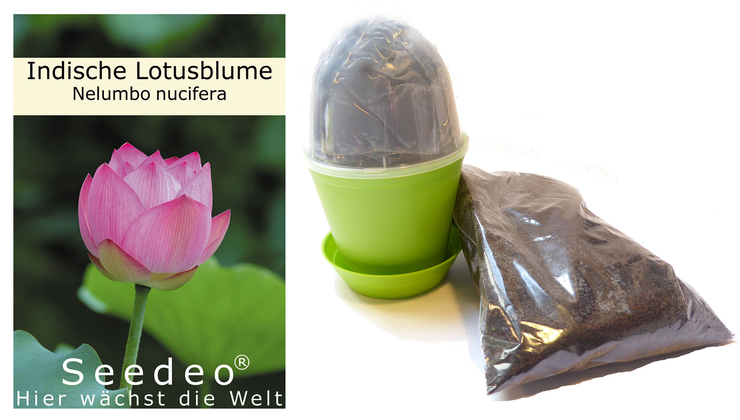 Seedeo® Anzuchtset Indische Lotusblume (Nelumbo nucifera)