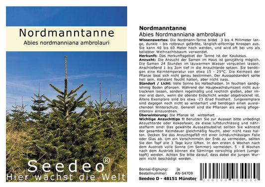 Seedeo® Nordmanntanne (Abies nordmanniana ambrolauri ) 20 Samen